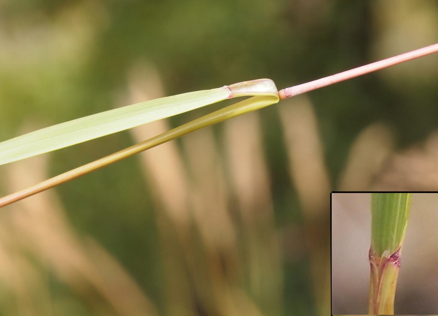 Silver Spear Grass leaf